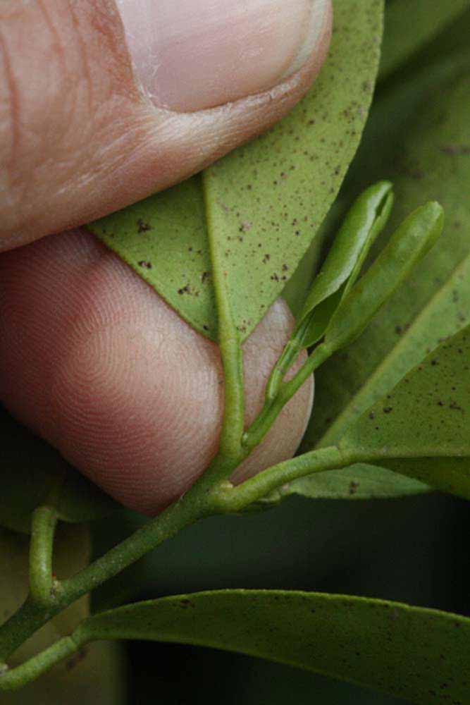             Petiole (Riverside, CA)       